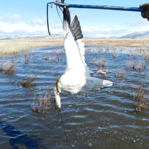 Avian Cholera Plagues Waterfowl In Klamath Basin Refuge