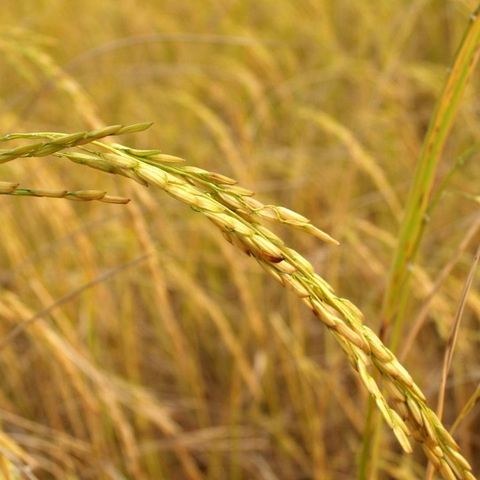 12/02/2025 - Cenário do arroz