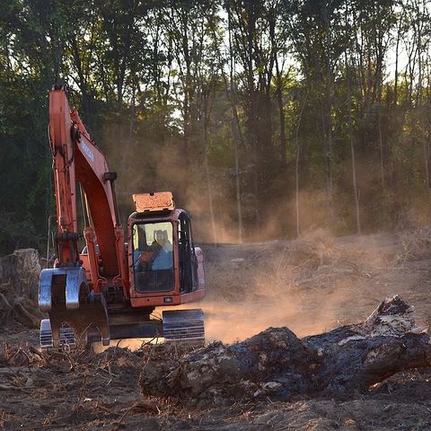 Clima, le foreste perdono molto più carbonio del previsto