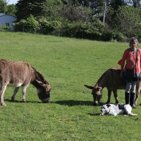 Life With Donkeys, From Simon To Lulu And Fanny
