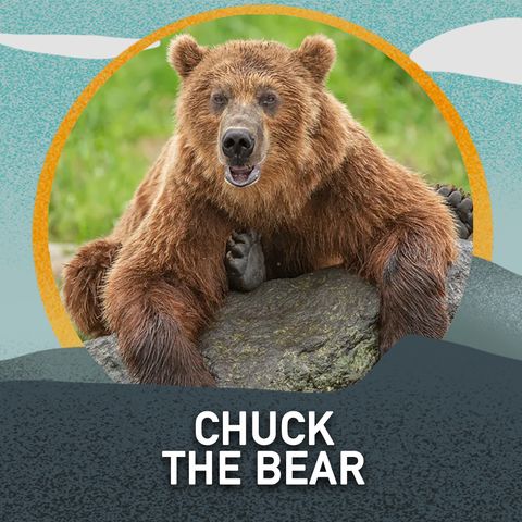 Chuck the Bear