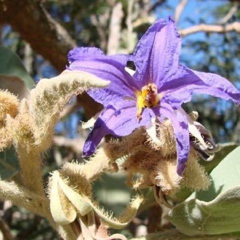 Fruta Poderosa/ Única Do Brasil Lobeira