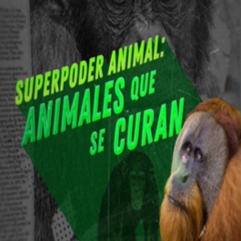 Cuarto Milenio: Animales que se curan