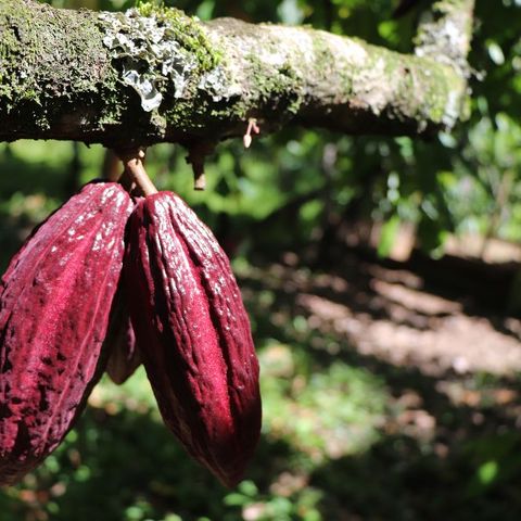 Sistemas agroforestales de cacao