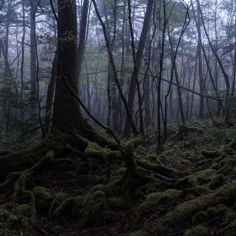 Ep #22 Japanese Suicide Forest