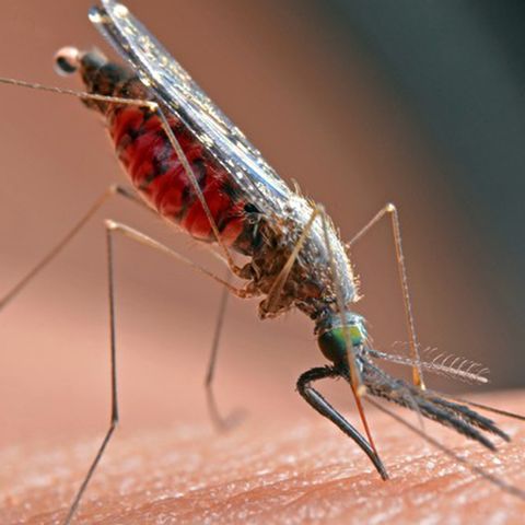 Malaria, il 20 agosto è 'Zanzara day'