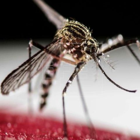 El dengue alcanza más de 2.7 millones de casos en AL