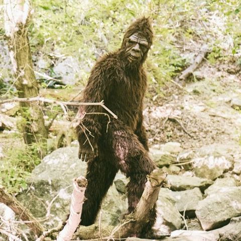 Bigfoot Stories With An Expert! Featuring W.J. Sheehan Of Bigfoot: Terror in the Woods