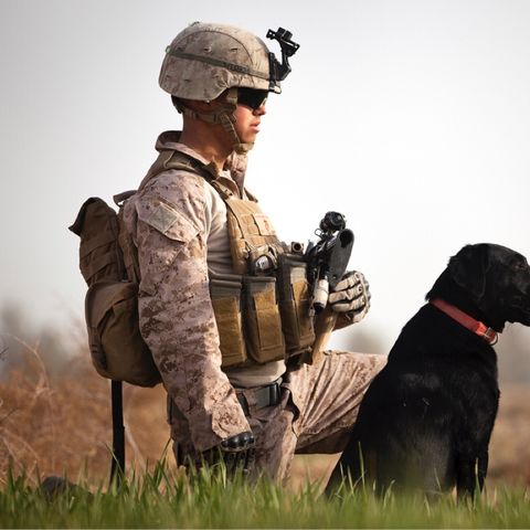ADOPT A USAF MILITARY WORKING DOG