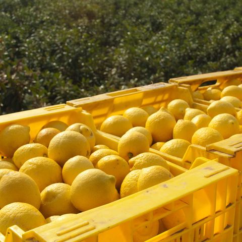 El limón turco amenaza el negocio español