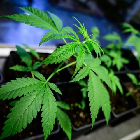 Captor Resumes Trading as a Cannabis Focused Investment Company