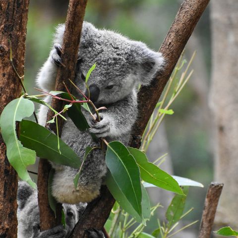 About the Koala