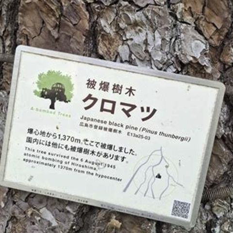 Hibakujumoku