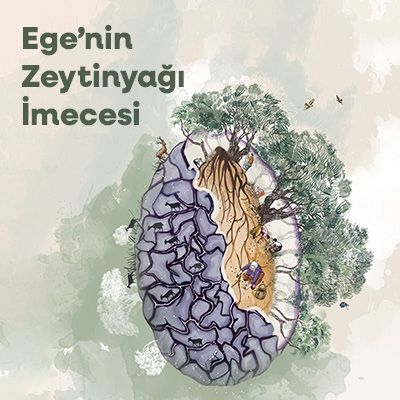 Ege’nin Zeytinyağı İmecesi