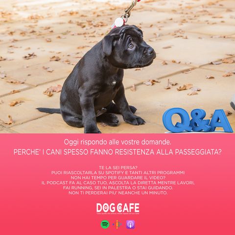 #056 - Q&A - Oggi rispondo alle vostre domande. Perchè i cani spesso fanno resistenza alla passeggiata?