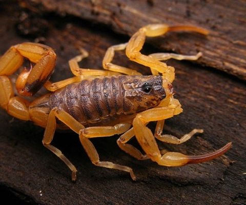 O SAMAE esclarece sobre o combate ao escorpião amarelo