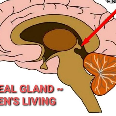 Pineal Gland ~ Why YOU should DETOX