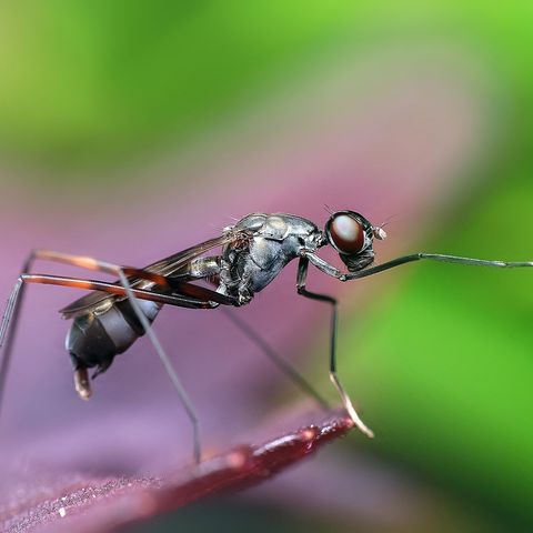 La formica
