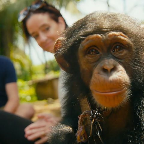 Jim and Jenny Desmond From Baby Chimp Rescue On BBC America