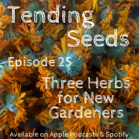 Ep 25 - Three Herbs for New Gardeners