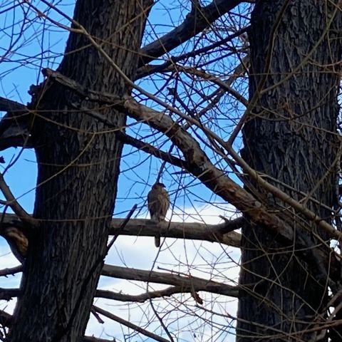 AI, 3IATLAS and Expectations