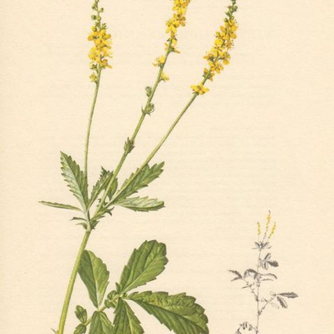 Show 74: Herbs in the diet, Eating seasonally and Agrimony