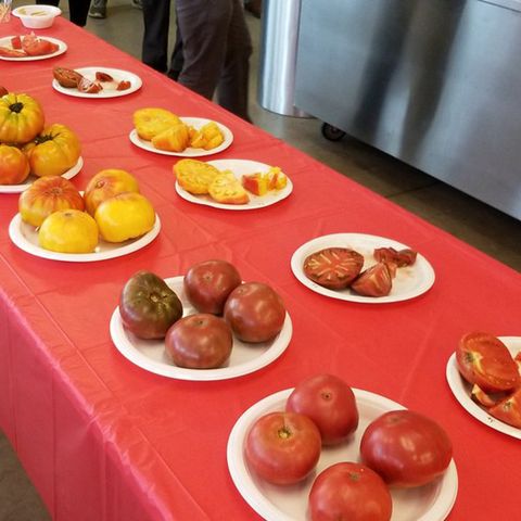 Annual Tomato Contest Held At Boston Public Market