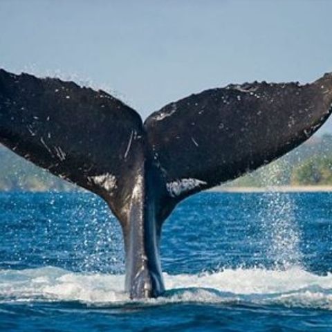 #cspt Whalela balena di fiume