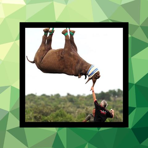 119 - Transportar rinocerontes de cabeza