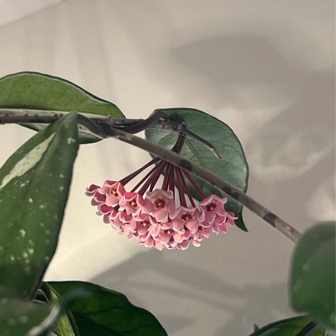 Episode 289 - It’s time! Bringing your plants indoors for winter :)