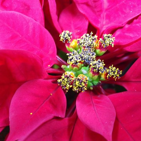 Helping that Poinsettia Survive in Your Home
