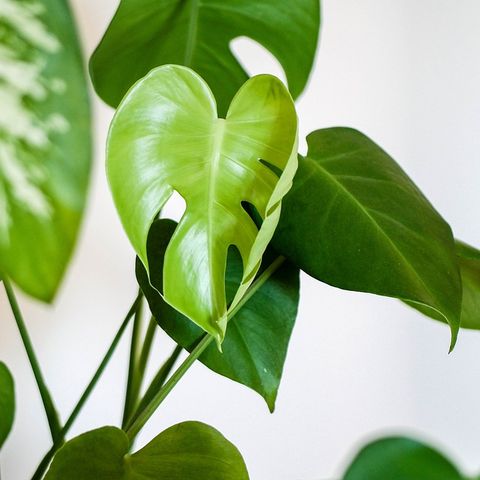 Marble Pothos: The plant that wouldn't vine!