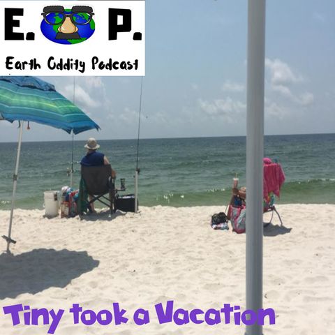 E.O.P. 33: Tiny took a Vacation