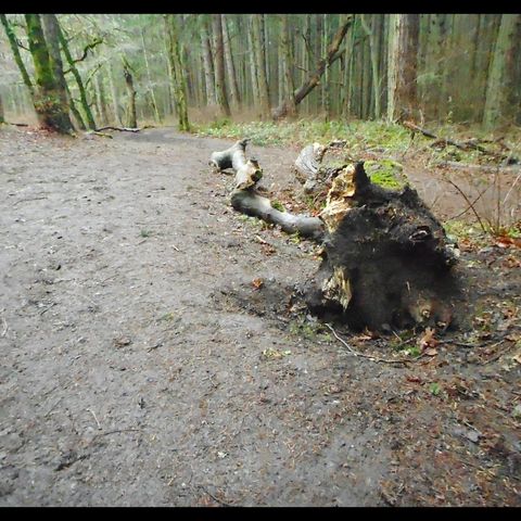 Magic Tree (Hill Repeats)