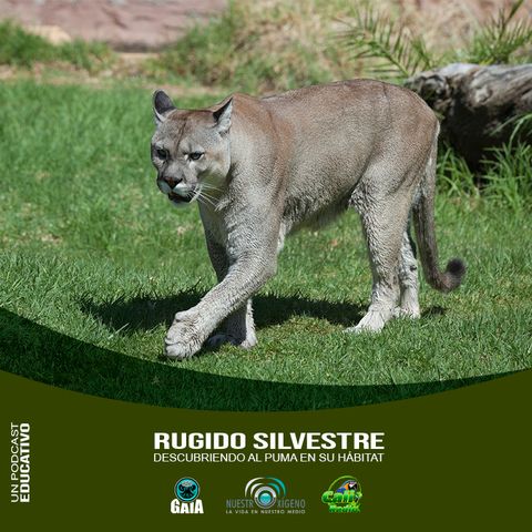 NUESTRO OXÍGENO Rugido Silvestre-Descubriendo al Puma en su Hábitat