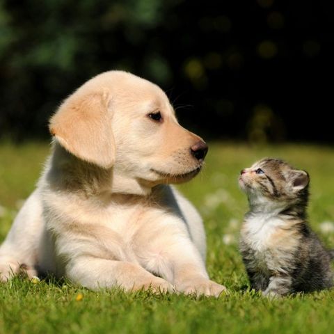 Learning To Love All Living Things