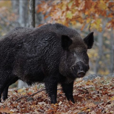 Wild Boars, Avaian Flu, Cyber Security, and Maple Syrup