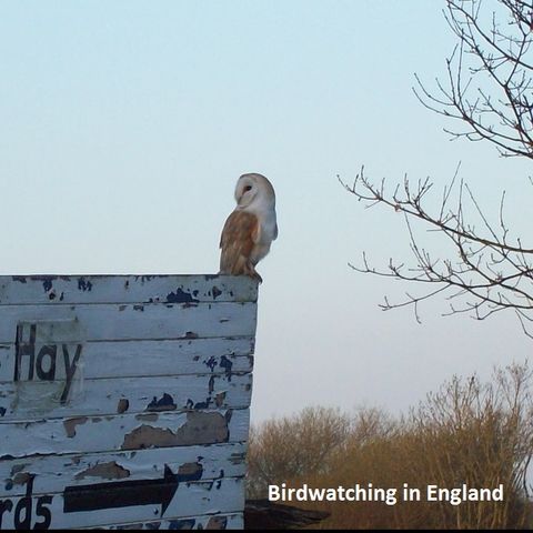 Big Blend Radio: Glynn Burrows - Bird Watching in England