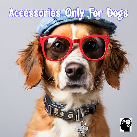 Discover Essential Accessories for Dogs