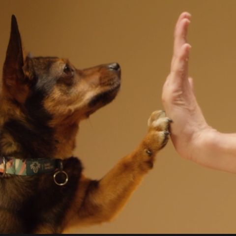 S54E7: What Does Hydrophobia And The Fear Of A Domesticated Pet Dog Have In Common