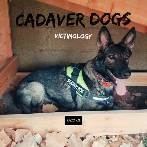 Cadaver Dogs