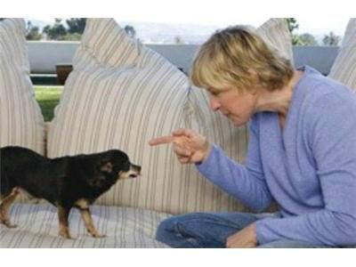 Animal Communication with #1 Pet Psychic Karen Anderson