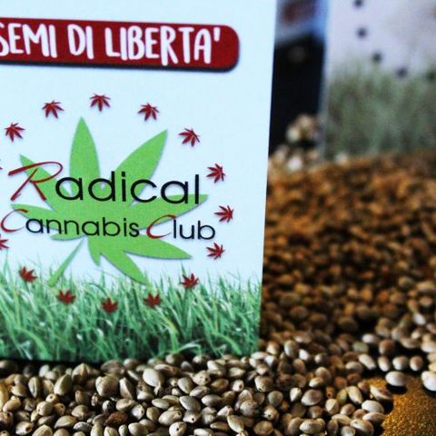 Un seme di cannabis in regalo - Intervista a Riccardo Magi