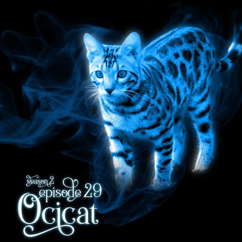 S2E29: Ocicat