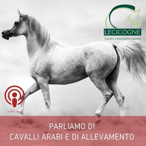 Parliamo di cavalli arabi e di allevamento con il dott. Massimo Rubei