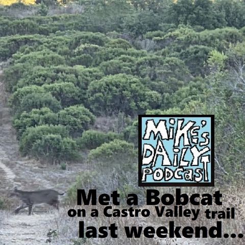 MikesDailyPodcast 3366 Felines