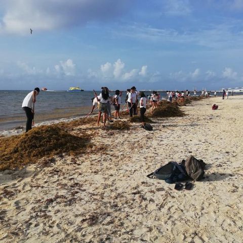 Disminuye el sargazo en las playas de Quintana Roo