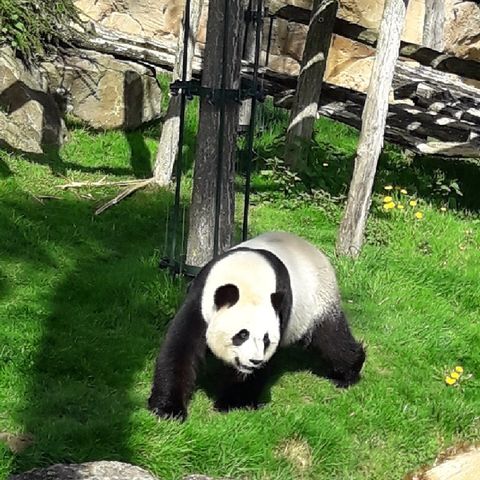 Bobo Panda remix
