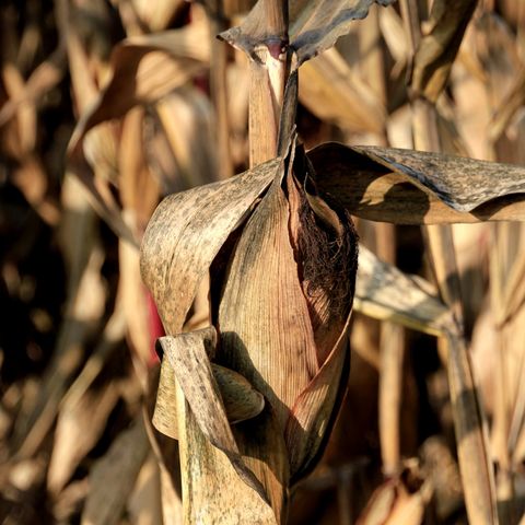 Commodity Games