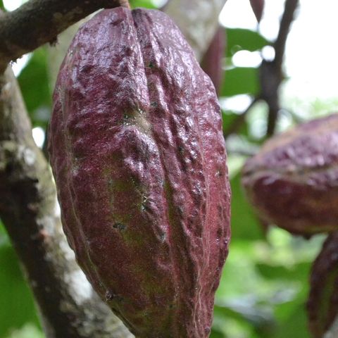 Carmenta, la plaga que acaba con los cultivos de cacao